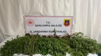 Halfeti, Siverek, Birecik ve Akçakale’de uyuşturucu operasyonları