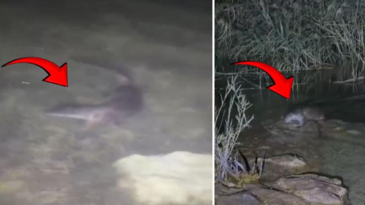 Halfeti’de Tatlı Su Samuru görüntülendi