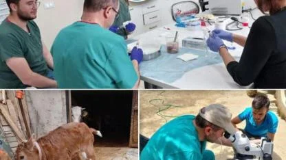 HRÜ'de Süt Alerjisi taşımayan Buzağılar dünyaya geldi