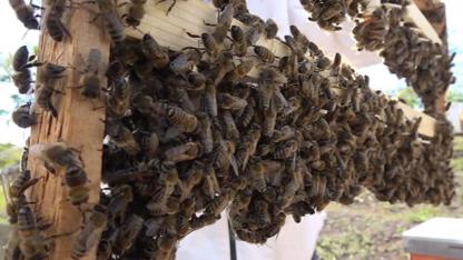Kahramanmaraş’ta arının soktuğu çocuk hayatını kaybetti