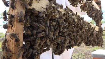 Kahramanmaraş’ta arının soktuğu çocuk hayatını kaybetti