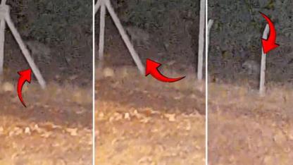 Karaköprü’de sırtlan cep telefonu kameralarına yansıdı (VİDEO)