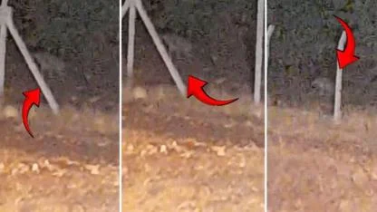 Karaköprü’de sırtlan cep telefonu kameralarına yansıdı (VİDEO)
