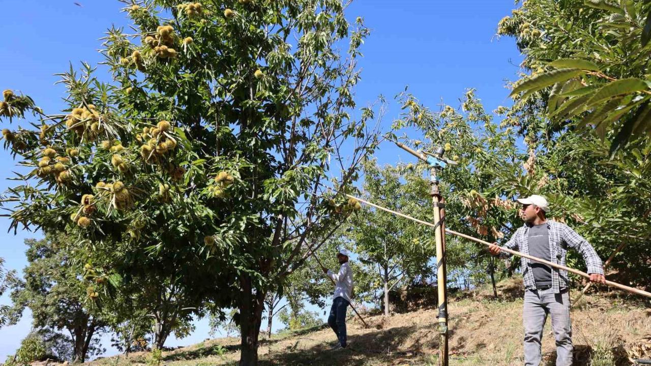 Kestane işçi yevmiyeleri belli oldu