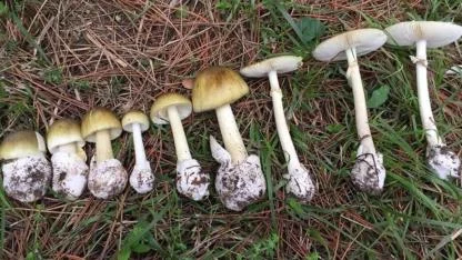 Mantar sezonu başladı: Uzmanlar zehirlenmelere karşı uyardı