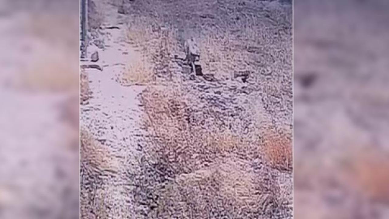 Şanlıurfa&#039;da bir çizgili sırtlan daha görüntülendi