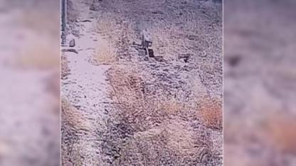 Şanlıurfa'da bir çizgili sırtlan daha görüntülendi