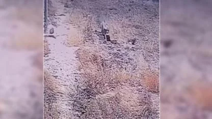 Şanlıurfa'da bir çizgili sırtlan daha görüntülendi