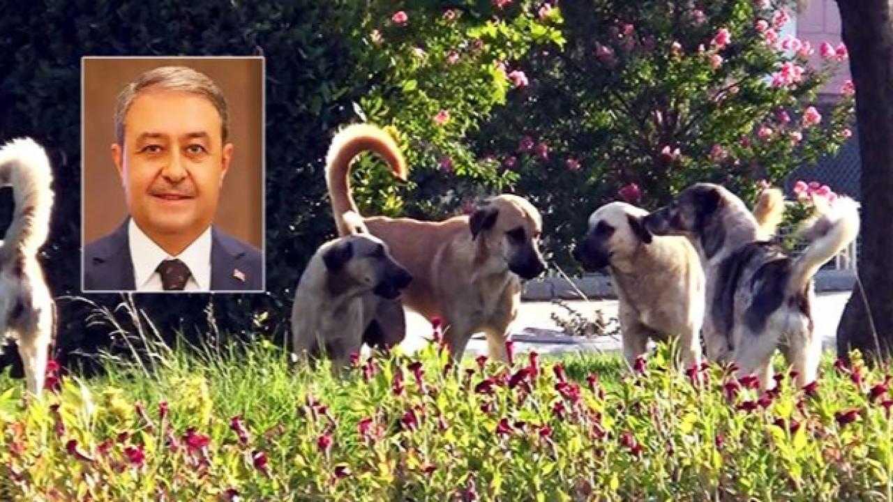 Şanlıurfa’da kaç sokak hayvanı toplandı? Vali Şıldak, açıkladı