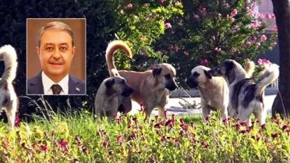 Şanlıurfa’da kaç sokak hayvanı toplandı? Vali Şıldak, açıkladı