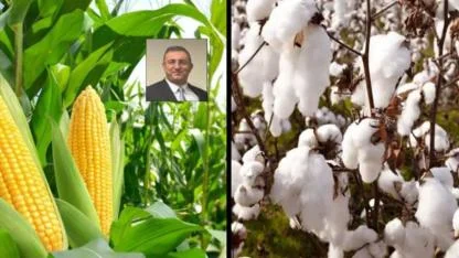 Şanlıurfa’da pamuk ve mısır üreticileri çok dertli