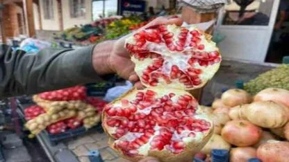 Suruç Narının hasadına başlandı