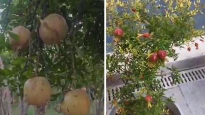 Suruç’ta saksıda yetişen nar fidanları meyve verdi (VİDEO)