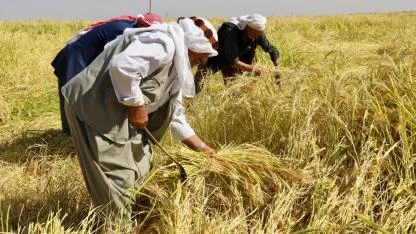 Tescilli Karacadağ pirincinin hasadına başlandı