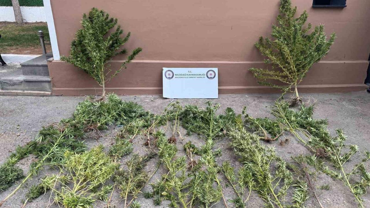 Uyuşturucu operasyonu: 3 gözaltı