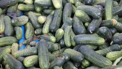 Vatandaş pahalı bulsa da almaktan vazgeçemiyor