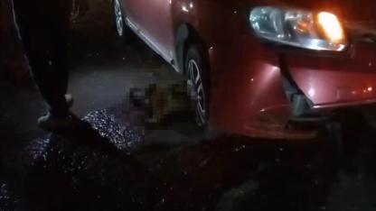 Yolda doğum yapan manda, yavrusuyla otomobil altında kalarak telef oldu