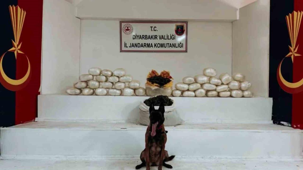 470 kilo skunk ve 85 kilo esrar ele geçirildi