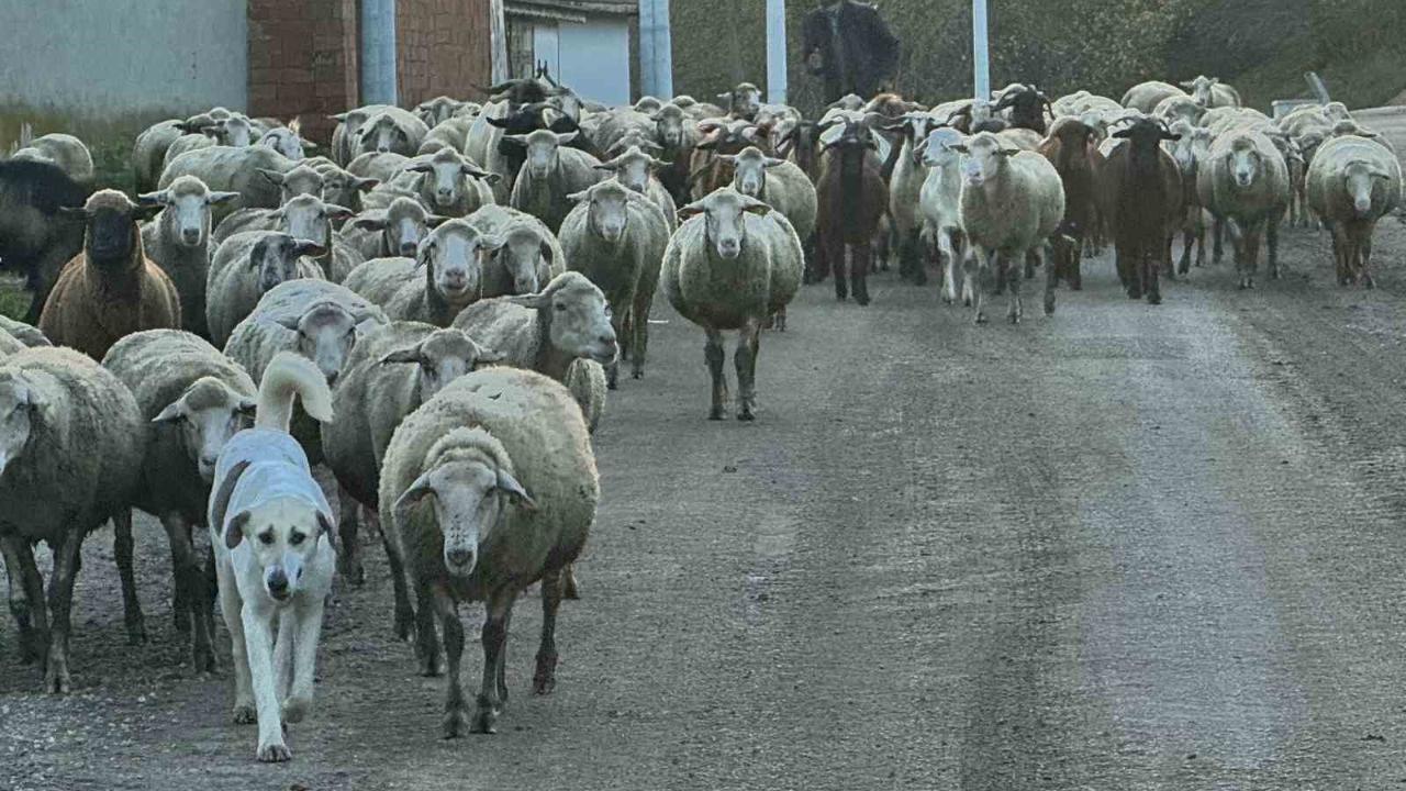Aylık 50 bin liraya çoban bulamıyorlar