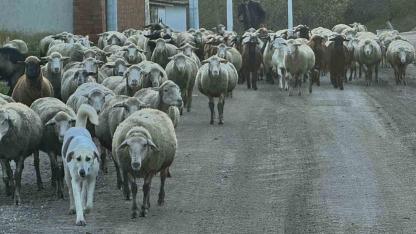 Aylık 50 bin liraya çoban bulamıyorlar