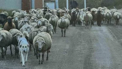 Aylık 50 bin liraya çoban bulamıyorlar