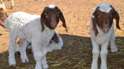 Ceylanpınar’da "bereket" mevsimi başladı