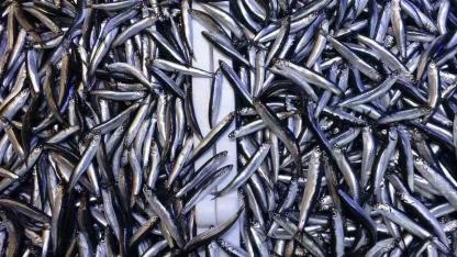 Denizdeki hamsi bolluğu ihracat rakamlarına yansımadı