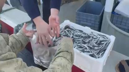 Esnafa inat, hamsiyi ücretsiz kilo kilo dağıttılar