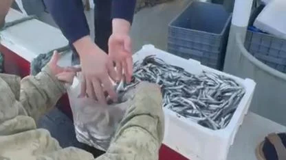 Esnafa inat, hamsiyi ücretsiz kilo kilo dağıttılar