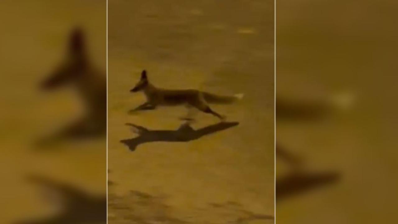 Karaköprü&#039;de aç tilki kent merkezine indi