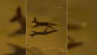 Karaköprü'de aç tilki kent merkezine indi