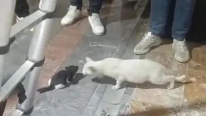 Kolon boşluğuna düşen 2 yavru kedi, itfaiye ekipleri tarafından kurtarıldı