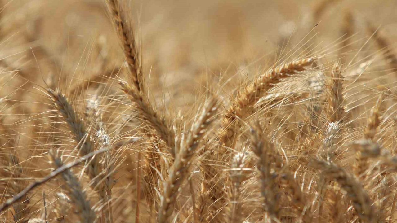 Küresel tahıl üretiminde tüm zamanların zirvesi geliyor