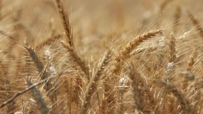 Küresel tahıl üretiminde tüm zamanların zirvesi geliyor