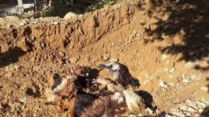 Kurtlar ağıla girerek 10 adet küçükbaş telef etti