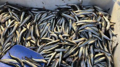 Palamut Gürcistan’a kaçınca tezgahlar hamsiyle doldu