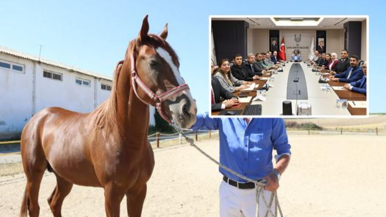 Şanlıurfa&#039;da Arap Atları için harekete geçiliyor