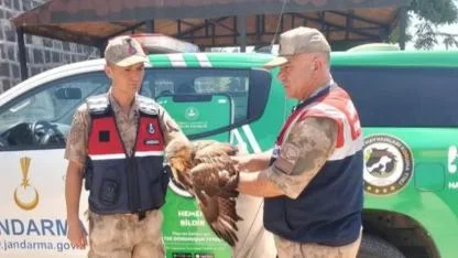 Yaralı kızıl şahin, jandarmaya teslim edildi