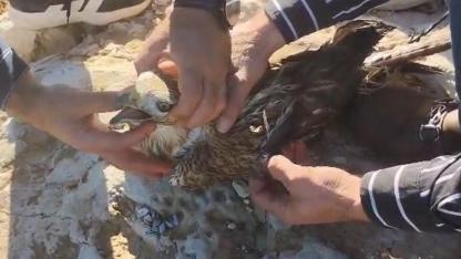 Yaralı kızıl şahin, jandarmaya teslim edildi