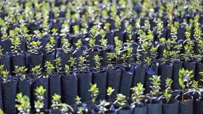 Şanlıurfa’da çiftçiye yüzde 85 hibeli fıstık fidanı desteği