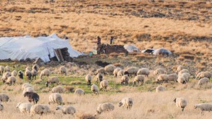 Şanlıurfa'da hayvancılık sektörü nasıl canlanır?