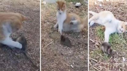 Şanlıurfa’da kedi, bir fareyle top gibi oynadı (VİDEO)