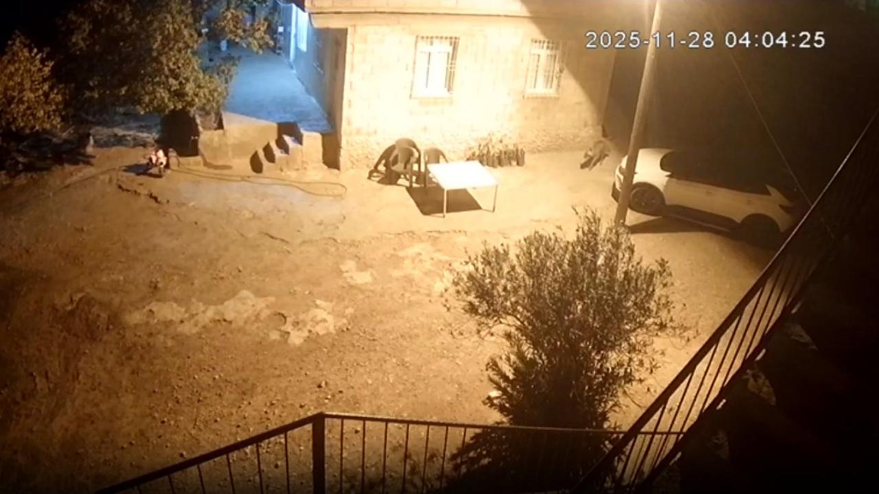 Şanlıurfa’da sırtlanlar tavuk kümesine girdi: Horoz ve tavukları çaldı