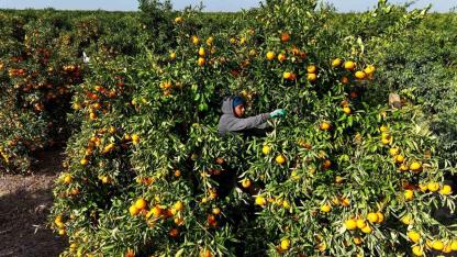 Tarım işçilerinin grevi mandalinayı dalında bıraktı: Kilosu 3 liraya kadar geriledi