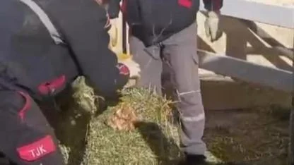 TJK Şanlıurfa Hara ve Aşım İstasyonu’nda skandal görüntüler