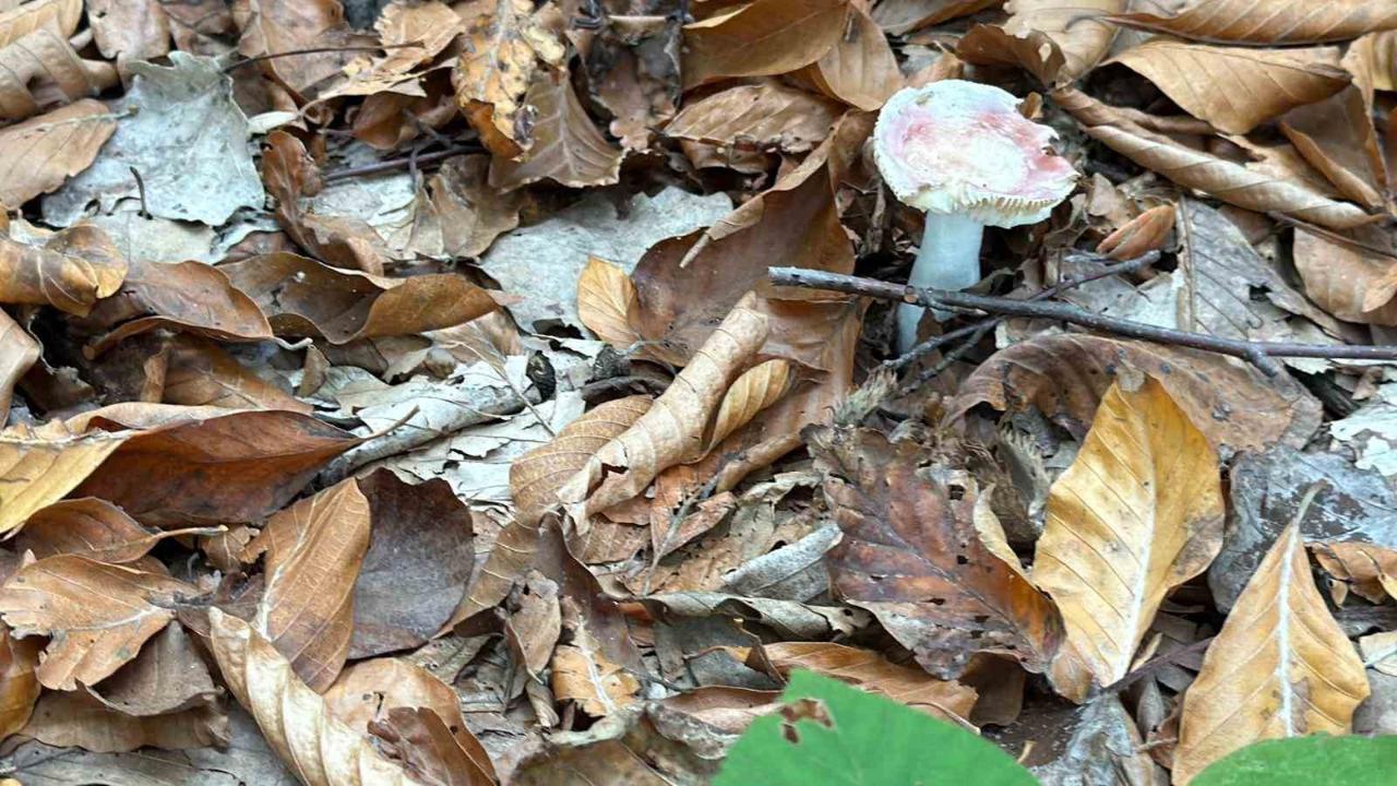 Uzmanından mantar uyarısı: &quot;Hepsi risk içeriyor&quot;