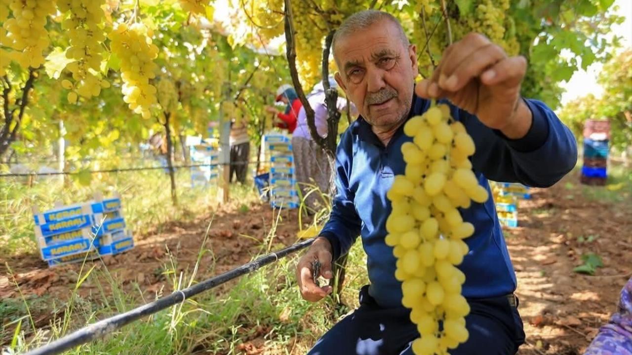 Üzüm fiyatları dibe vurdu