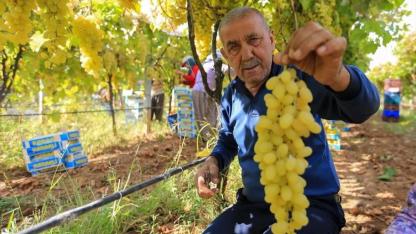 Üzüm fiyatları dibe vurdu