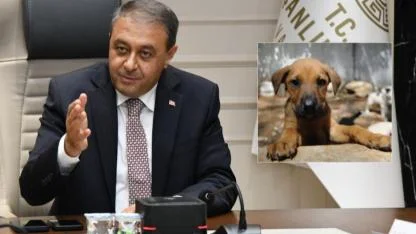 Valilikte gündem: Sahipsiz sokak hayvanları