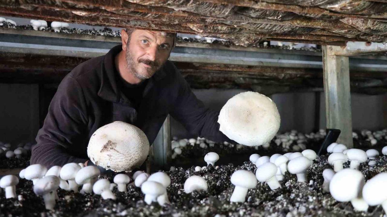 Yılın son mantar hasadı başladı